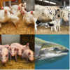  Animal Genetics and Diseases 2019