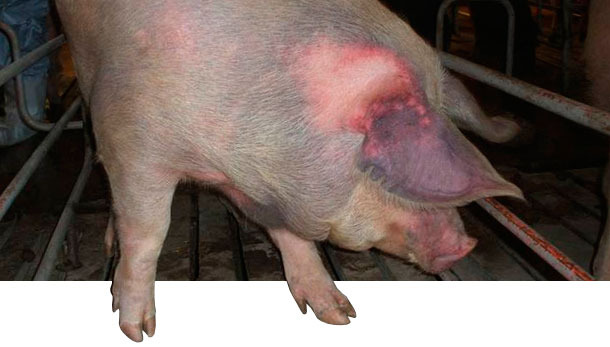 Интактные свинки были инфицированы естественным образом типом 1 вируса РРСС и проявили цианоз ушей (болезнь «синее ухо»).