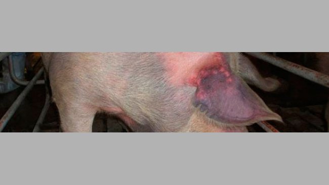 Интактные свинки были инфицированы естественным образом типом 1 вируса РРСС и проявили цианоз ушей (болезнь «синее ухо»).