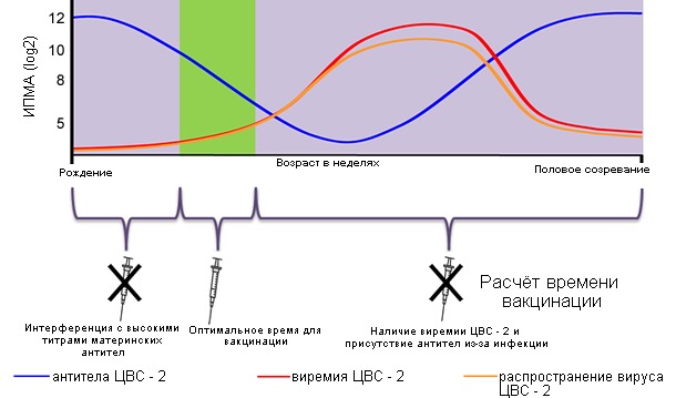 Оптимальное время для вакцинации поросят против ЦВС - 2.