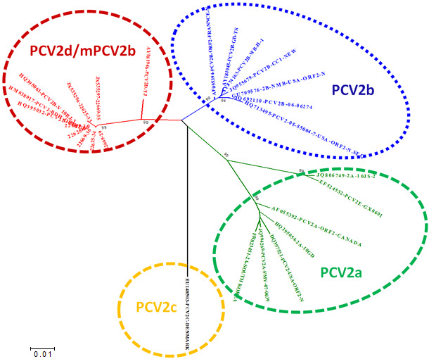 Взаимосвязь основных генотипов ЦВС-2, основанная на сравнении последовательностей в ORF2
