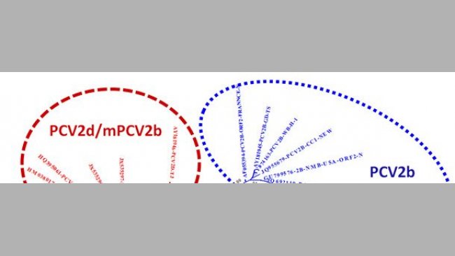 Взаимосвязь основных генотипов ЦВС-2, основанная на сравнении последовательностей в ORF2