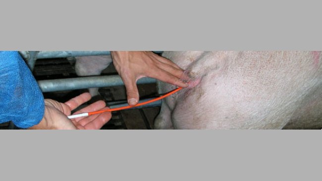 Искусственное осеменение свиней