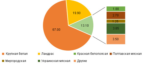Breed composition of sows in Ukraine