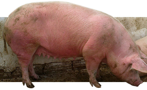 Diseased sows in group housing pen with EM, characterized by red, raised skin areas that appeared all over the body