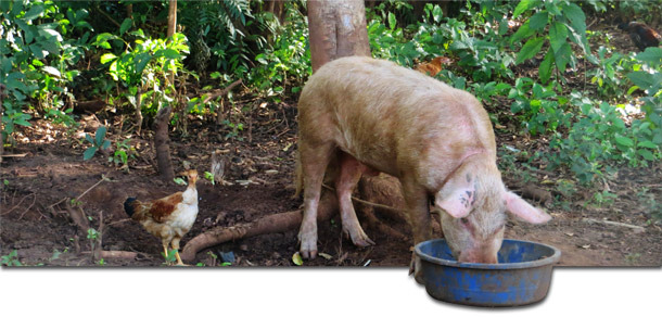 Домашняя свинья в Гулу, Уганда, где регулярно случаются вспышки АЧС.
