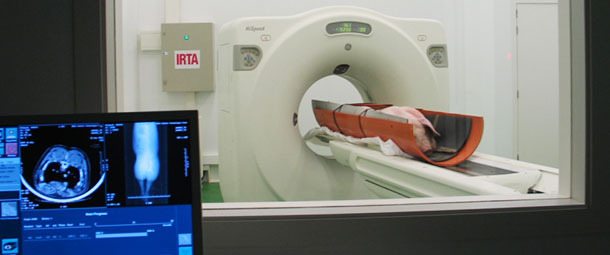 Examination of a live pig with a CT unit.