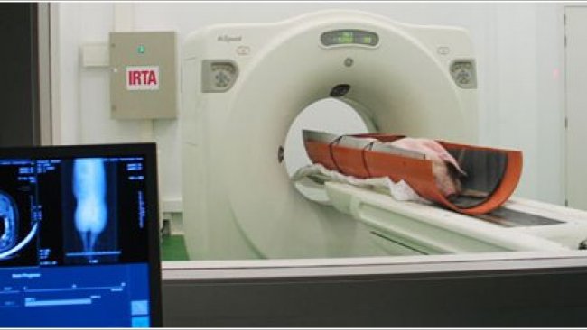 Examination of a live pig with a CT unit.