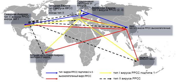 Глобальное распространение и гипотетический межконтинентальный перенос вируса РРСС 