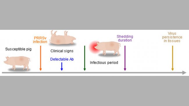 Способность диагностических средств определять наличие антигена вируса РРСС или антитела в период заражения 