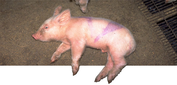 Острое заболевание свиным стрептококком типом 14 у 2 - х недельного поросёнка.
