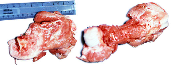 Перелом головки бедренной кости у пострадавшей свиньи