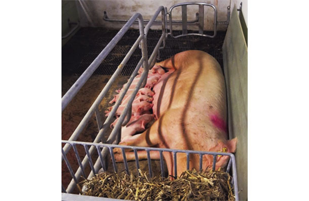 Photo 1. SWAP (Sow Welfare and Piglet Protection) system in the temporary confinement of the sow period. Courtesy of Christian Fink Hansen