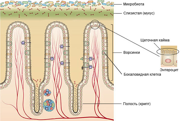 Estructura de la mucosa del intestino delgado