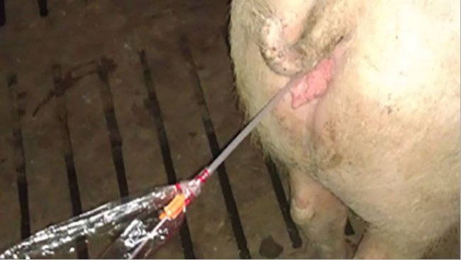 Optimization of post-cervical insemination in pigs: critical points