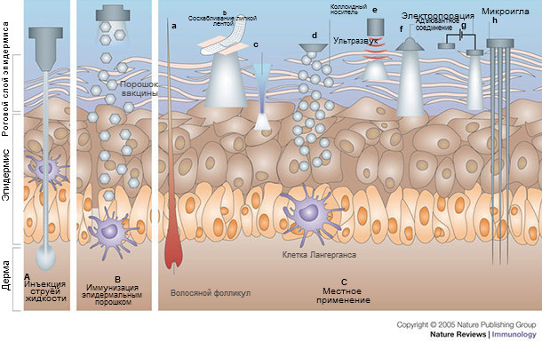 Immunization by cutaneous routes.