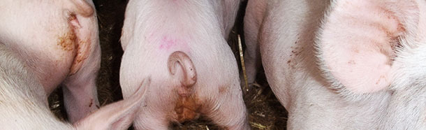 Диарея, вызванная сальмонеллой тифимуриум у 5 – недельных свиней.