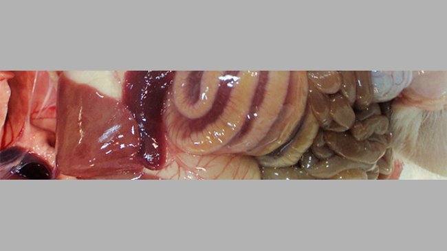 Отек средней части толстой кишки является классическим макроскопическим поражением, наблюдаемым при ИКД.