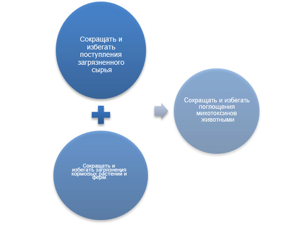 Превентивная стратегия против микотоксикозов в свиноводстве.