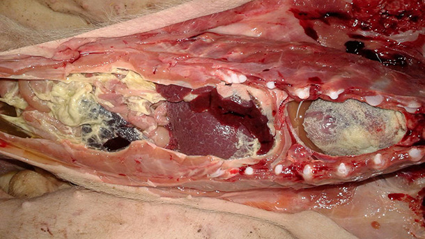 Fibrinous polyserositis in a nursery piglet