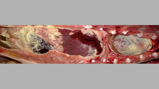 Fibrinous polyserositis in a nursery piglet