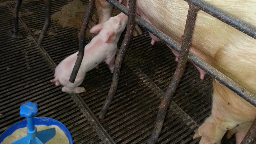 Положение голодного поросенка из-за гипогалаксии свиноматки.