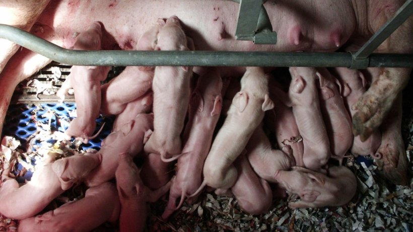 Сегодня есть свиноматки, которые при опоросе дают гораздо больше поросят
