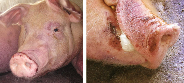 Поражения рыла и слизистых оболочек носа у свиней