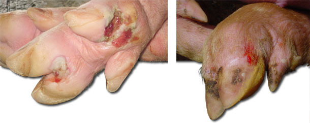 Хромота и поражения ног у откармливаемых свиней.