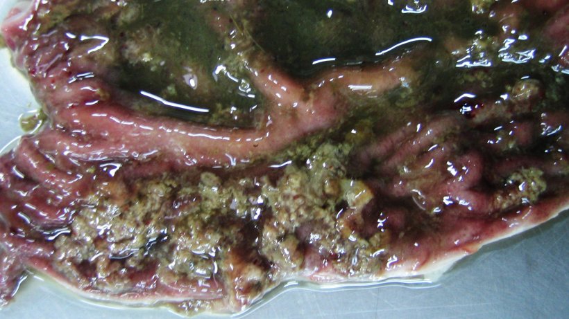 Кишечная бактерия у 10-недельных свиней с дизентерии свиней. Поверхностный некроз слизистой оболочки на фоне очаговых кровоизлияний и катарального состояния.

