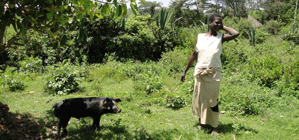 Свободный выгул свиней, привязанных к дереву, чтобы избежать урона близлежащим посевным в Хома Бэй, Кения