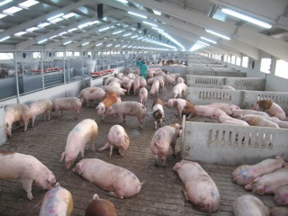 <p>Gestation barn with automatic feeders in a high&nbsp;health farm&nbsp;</p>
