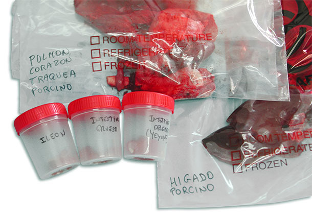Каждый орган или отдел кишечника должен быть упакован по отдельности в герметично запечатанный контейнер
