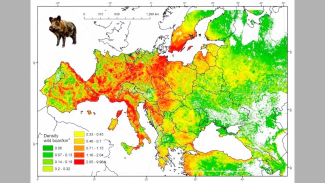 Рисунок 2. Предположительное количество диких кабанов в Европе. Источник: FAO-ASFORCE, май 2015.

