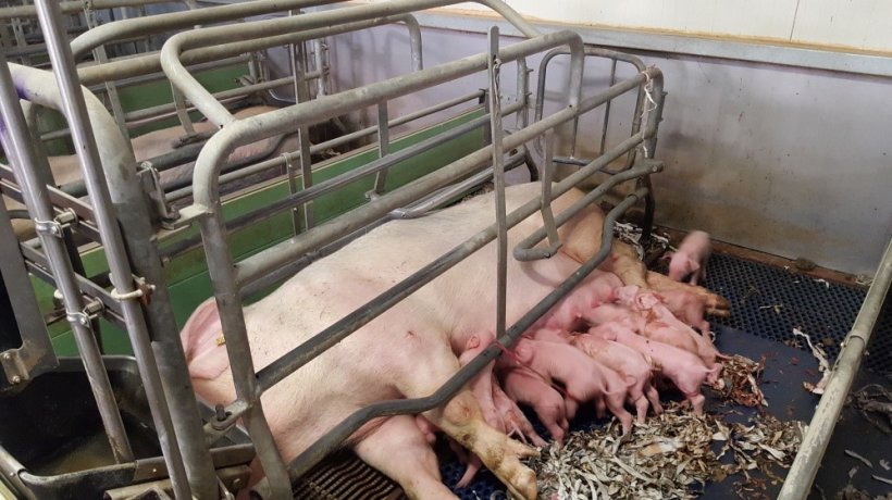 Figure 5. Adjustable rails are more comfortable for the sows because they offer a greater width for them to lie down and nurse their piglets. Despite this, proper adjustment is essential,&nbsp;so that they do not cover a complete row of teats.
