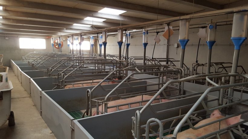 Figure 2. The cost of a farrowing room with a double passage is a 10% higher, but it simplifies work&nbsp;because it provides good access to the feed trough and the rear&nbsp;of the farrowing pen.
