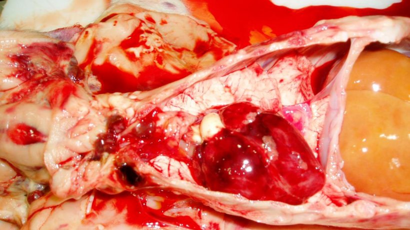 Рис. 7. Сердце от поросенка на рисунке 3. Обратите внимание на петехиальные кровоизлияния в сердце и геморрагические лимфатические узлы.
