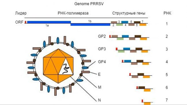 Рис. 1.&nbsp;Геном вируса РРСС - одноцепочная молекула РНА.
