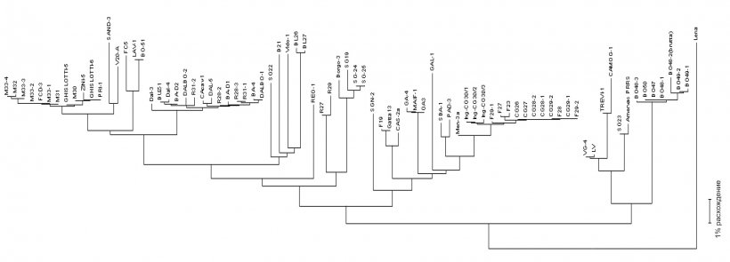 Рис. 3. Дендрограммы или филогенетическое дерево используются для графического представления степени сходства (гомологии) между различными штаммами к эталонной вирусной последовательности.
