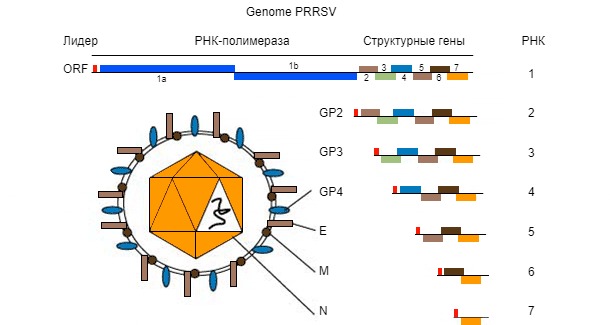 Рис. 1.&nbsp;Геном вируса РРСС - одноцепочная молекула РНА.
