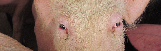 Рис.-3 Мягкий желатиновый отек кожи над веками является характерной особенностью многих больных свиней, поэтому они выглядят как &quot; пьяные, визгливые щенки&rdquo; 
