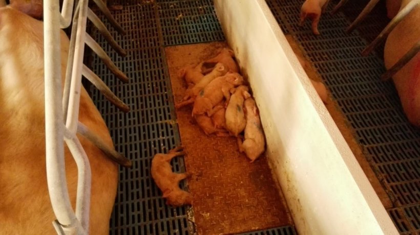 Фото 1. Помет ремонтной свинки на первых днях жизни с жестокой диареей
