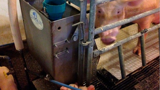 Рисунок 2. Разработанный в Пердью прототип охлаждающей панели для свиней проходит испытание на опоросе.
