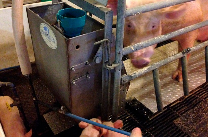 Рисунок 2. Разработанный в Пердью прототип охлаждающей панели для свиней проходит испытание на опоросе.
