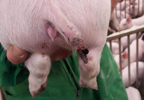 Рисунок 1. Серьезная рана у свиньи массой почти 15 кг, часть хвоста даже отсутствует.
