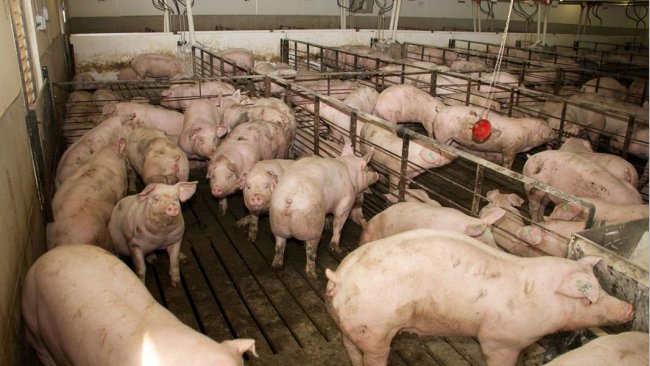 Фото1. Помещение для выращивания свинок на территории фермы. Фото доктора Марии Хосе Клавийо&nbsp;
