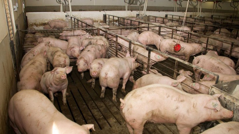 Фото1. Помещение для выращивания свинок на территории фермы. Фото доктора Марии Хосе Клавийо&nbsp;
