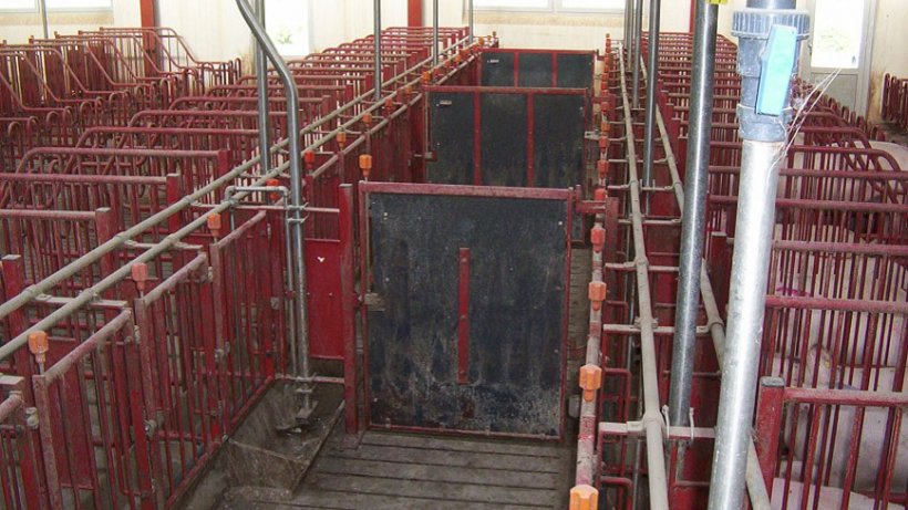 Двери в проходах должны отгораживать каждые 5 станков, что даст возможность выявлять охоту и проводить осеменение групп из 10 свиноматок.
