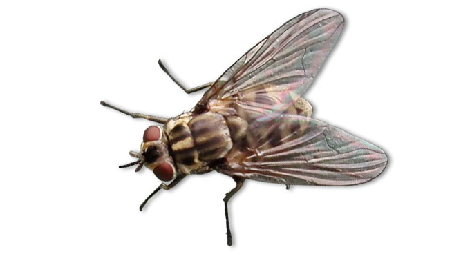 АЧС: могут ли мухи переносить вирус свиньям? - Статьи - pig333.ru, от фермы  к рынку