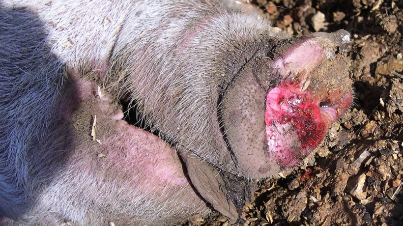 Фото 4. Кровавая пена в носовых выделениях больных свиней.
